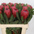 Protea 'Red Ice' (Various Lengths)