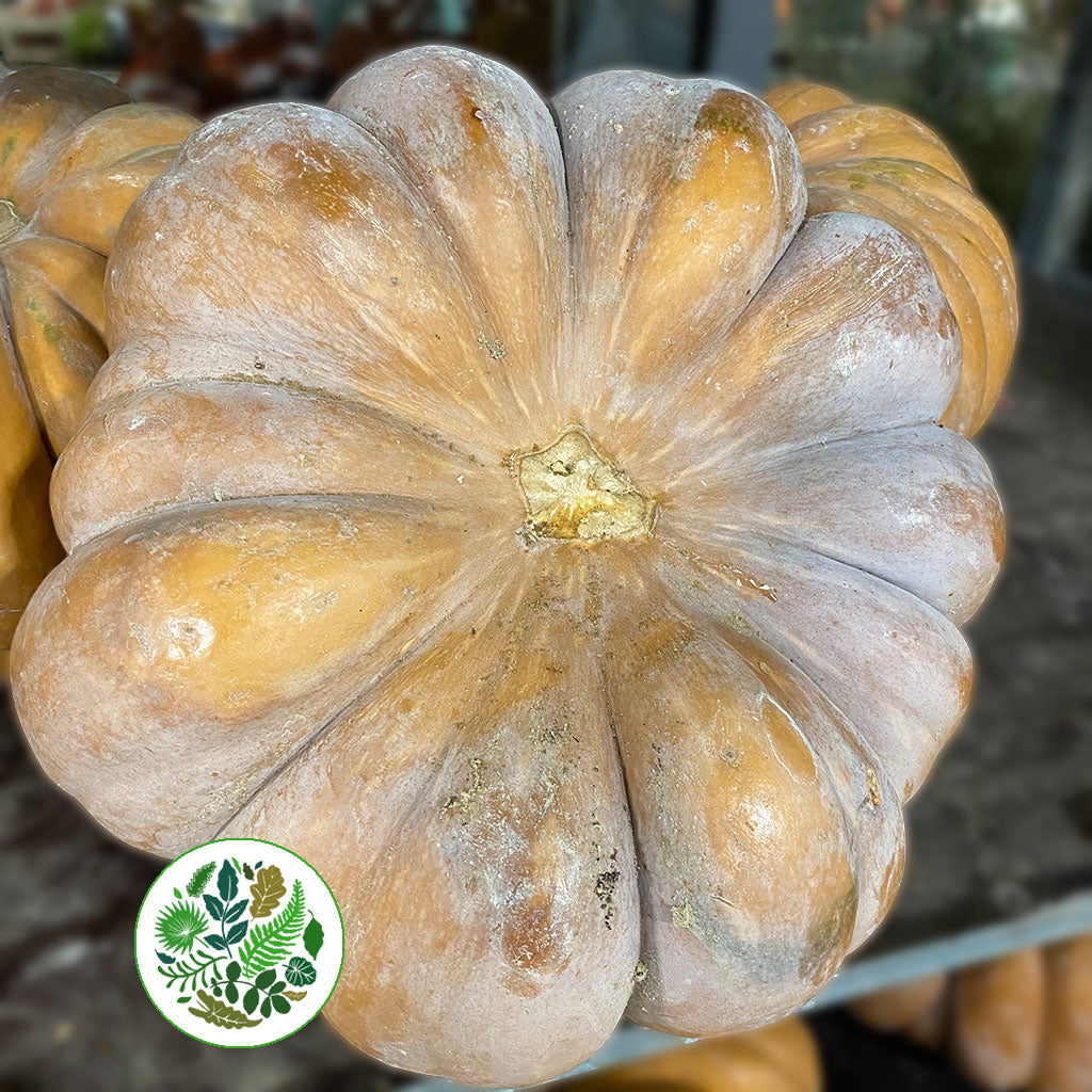 Pumpkins &#39;Special&#39; (Various Sizes)