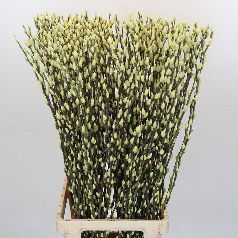 Pussy Willow (Painted) 90cm (Various Colours) (x10)