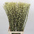 Pussy Willow (Painted) 90cm (Various Colours) (x10)