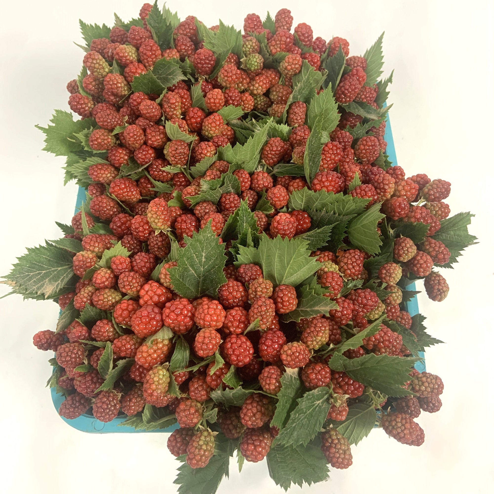 Blackberry 'Fruit' (Various Lengths)