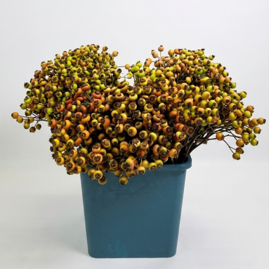 Rose Hips Fantasy 50-60cm 250g (Italian)