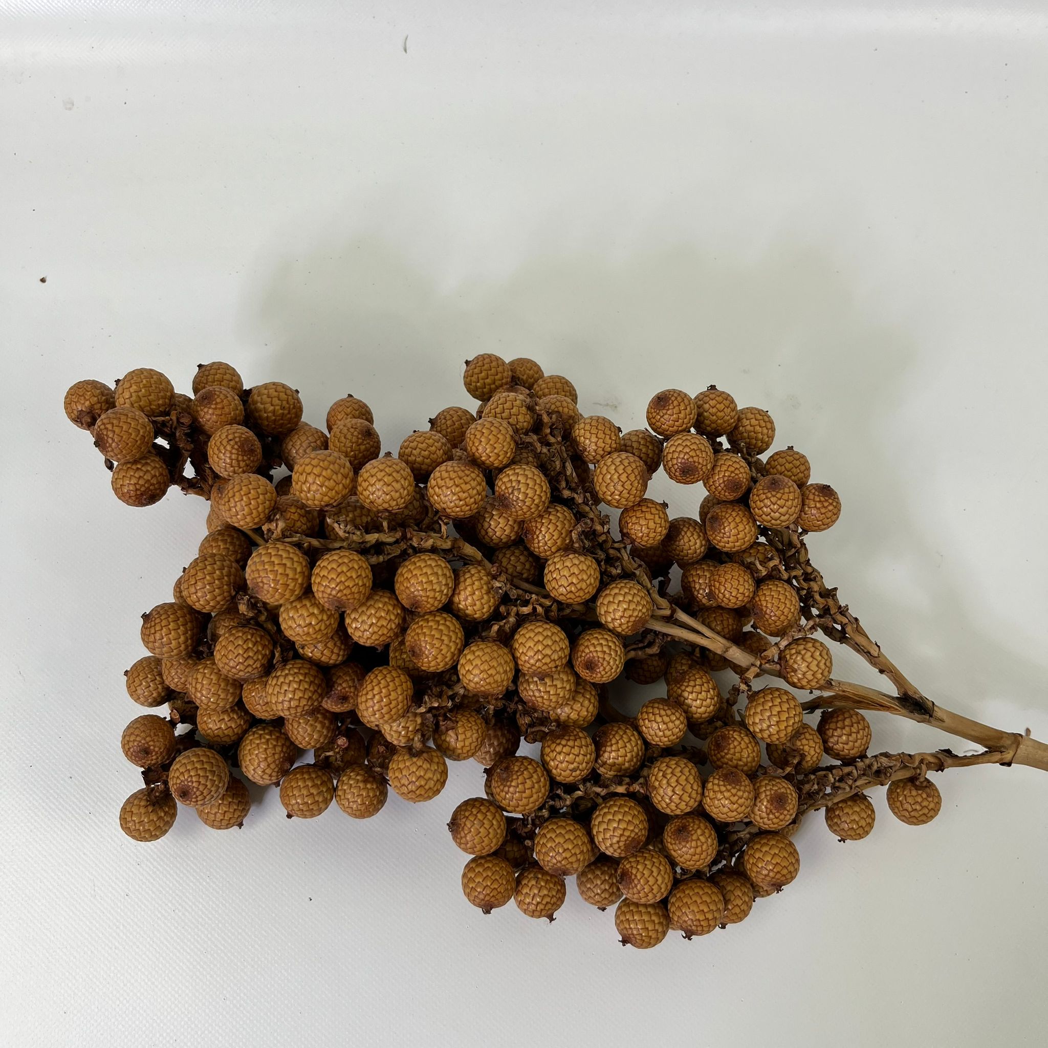 Rattan Fruit