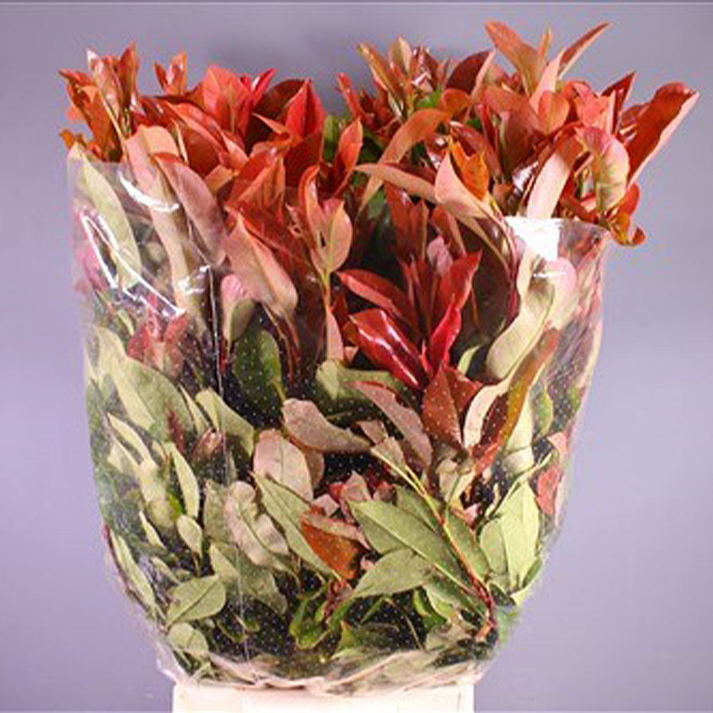 Photinia &#39;Volcano&#39; (Cultivated E) 50cm (x10)