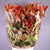 Photinia 'Volcano' (Cultivated E) 50cm (x10)
