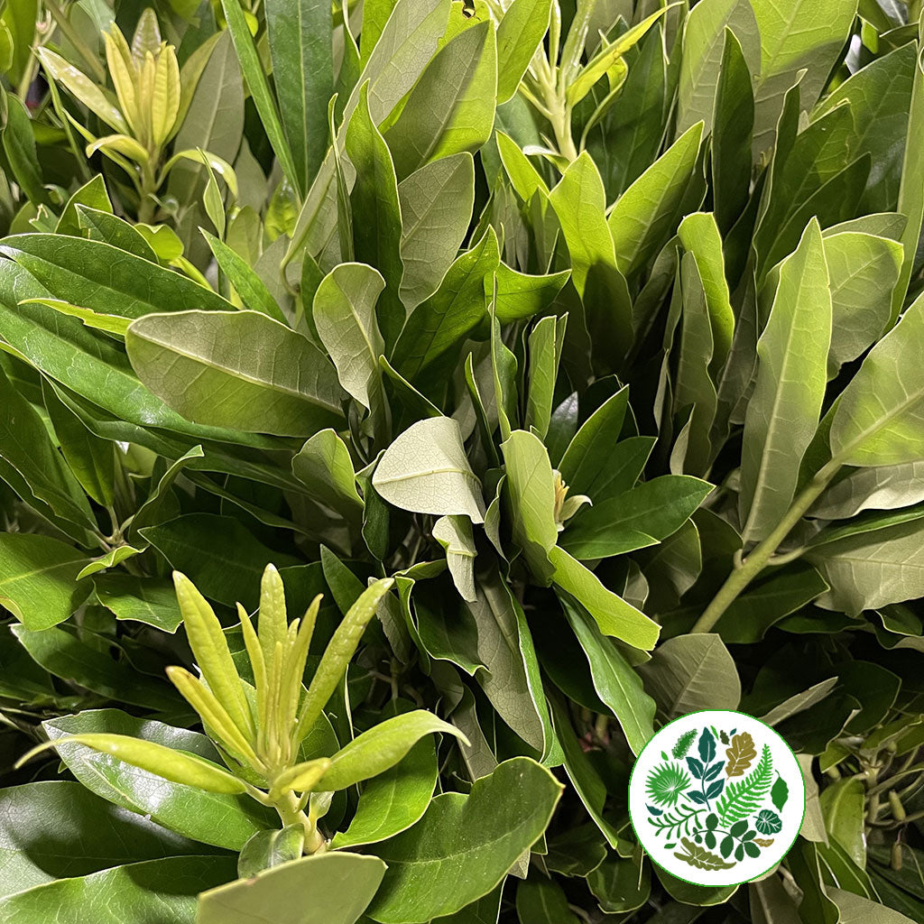 Rhododendron &#39;Foliage&#39; (Wild) (Various Sizes)