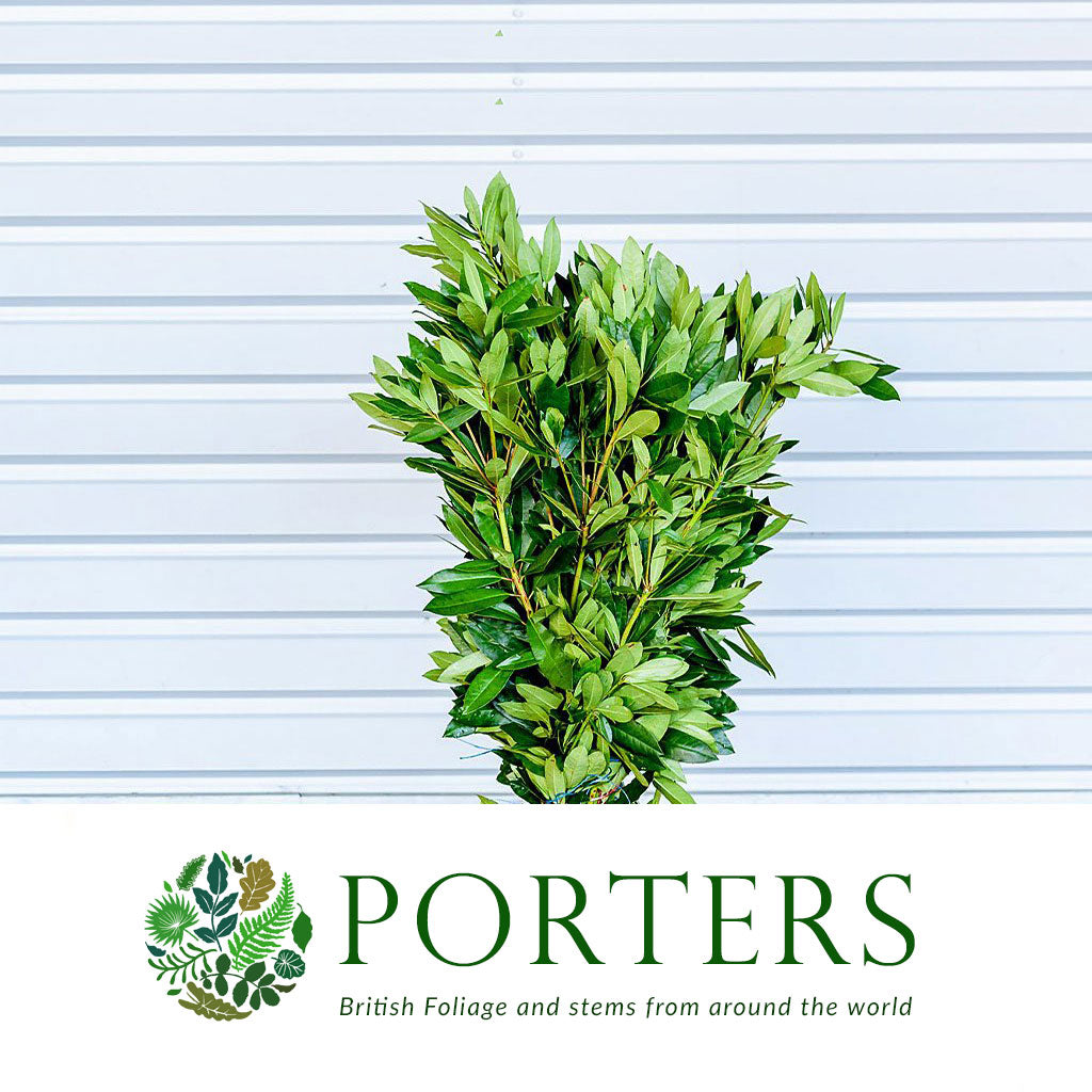 Rhododendron 'Foliage' (Wild) (Various Sizes)