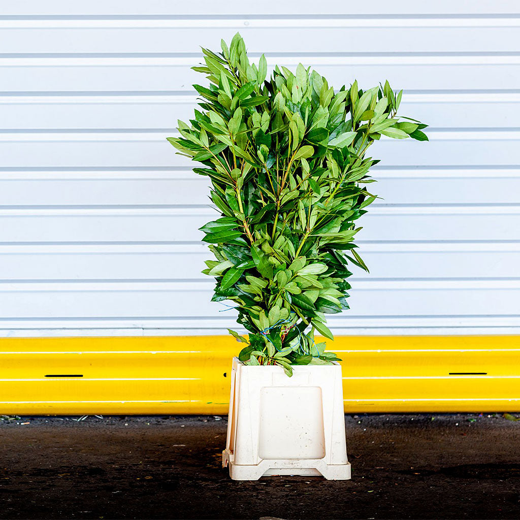 Rhododendron 'Foliage' (Wild) (Various Sizes)