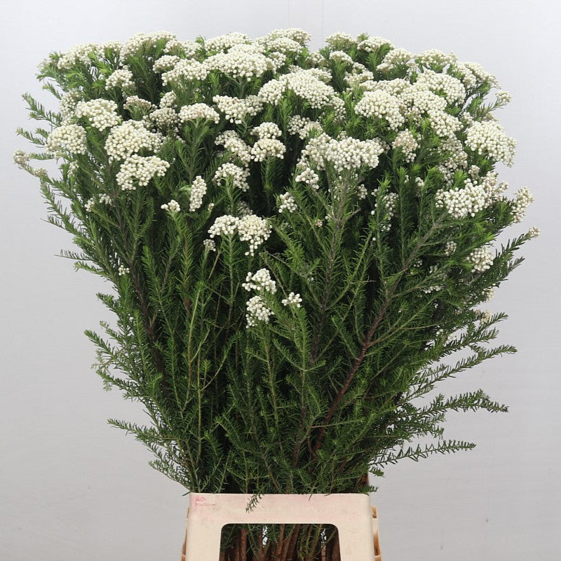 Riceflower 'White' (Various Sizes)