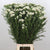 Riceflower 'White' (Various Sizes)
