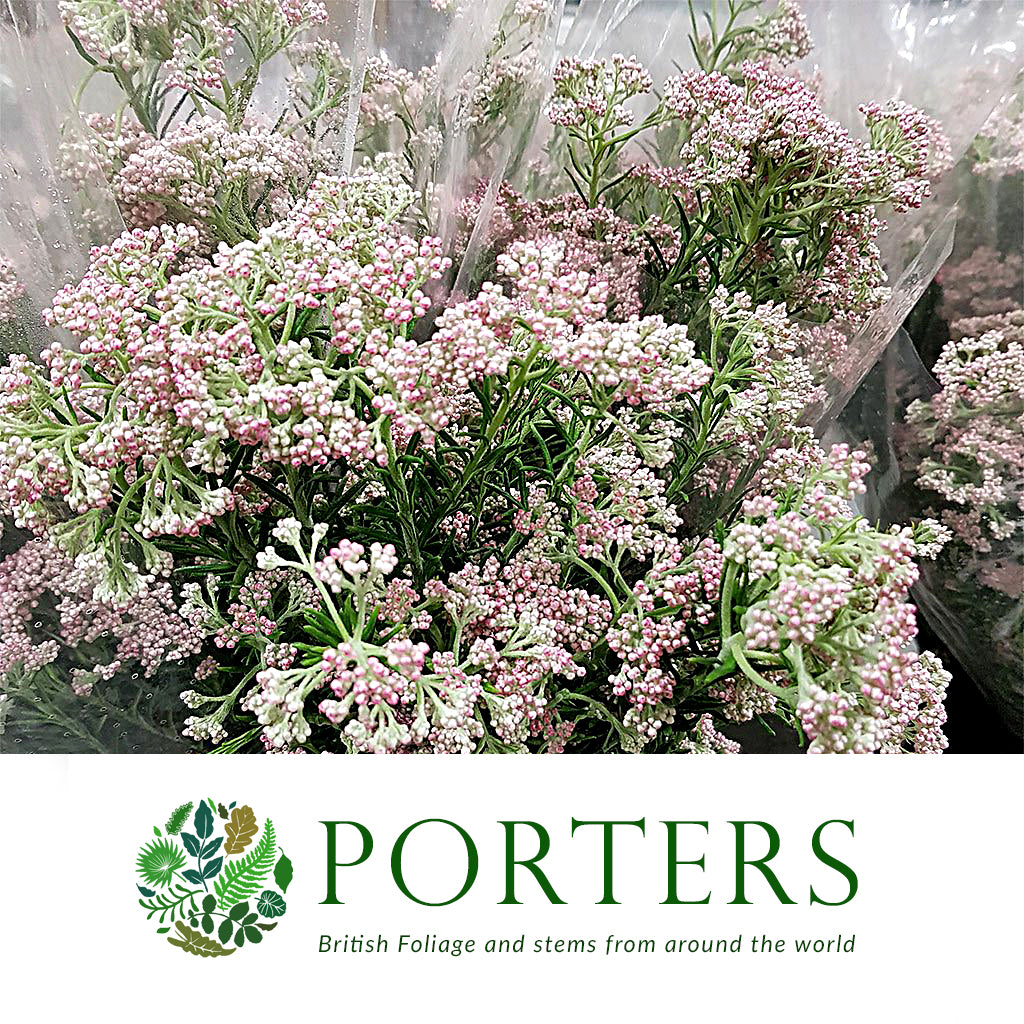 Riceflower 'Pink' (Various Sizes)