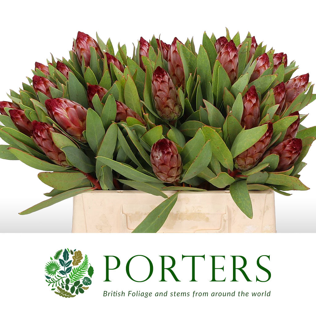 Protea &#39;Robijn&#39; (Various Lengths)