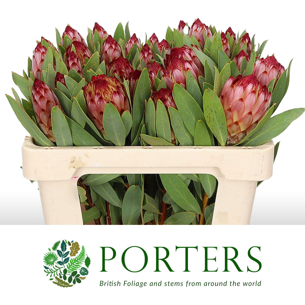 Protea &#39;Robijn&#39; (Various Lengths)