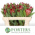 Protea 'Robijn' (Various Lengths)