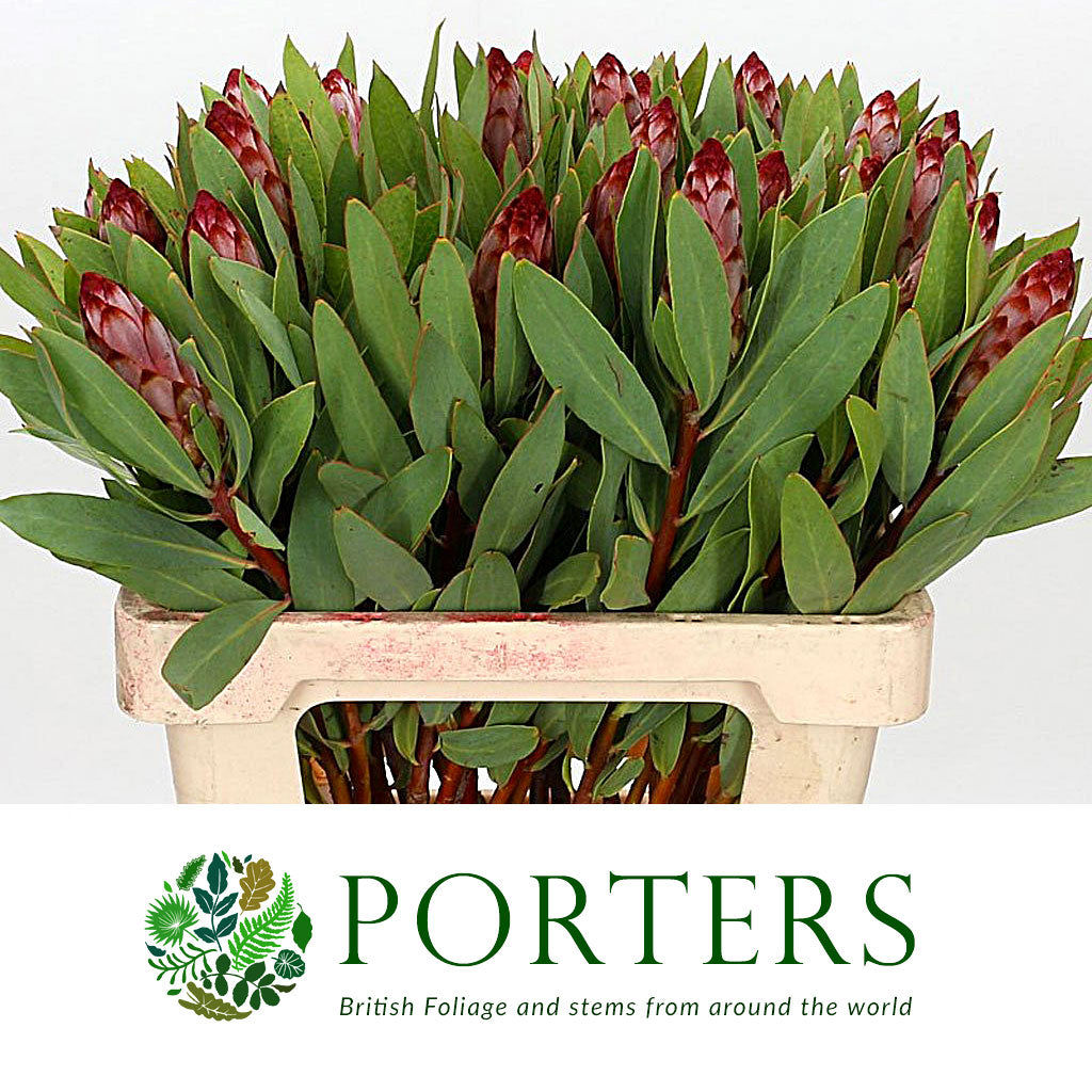 Protea &#39;Robijn&#39; (Various Lengths)