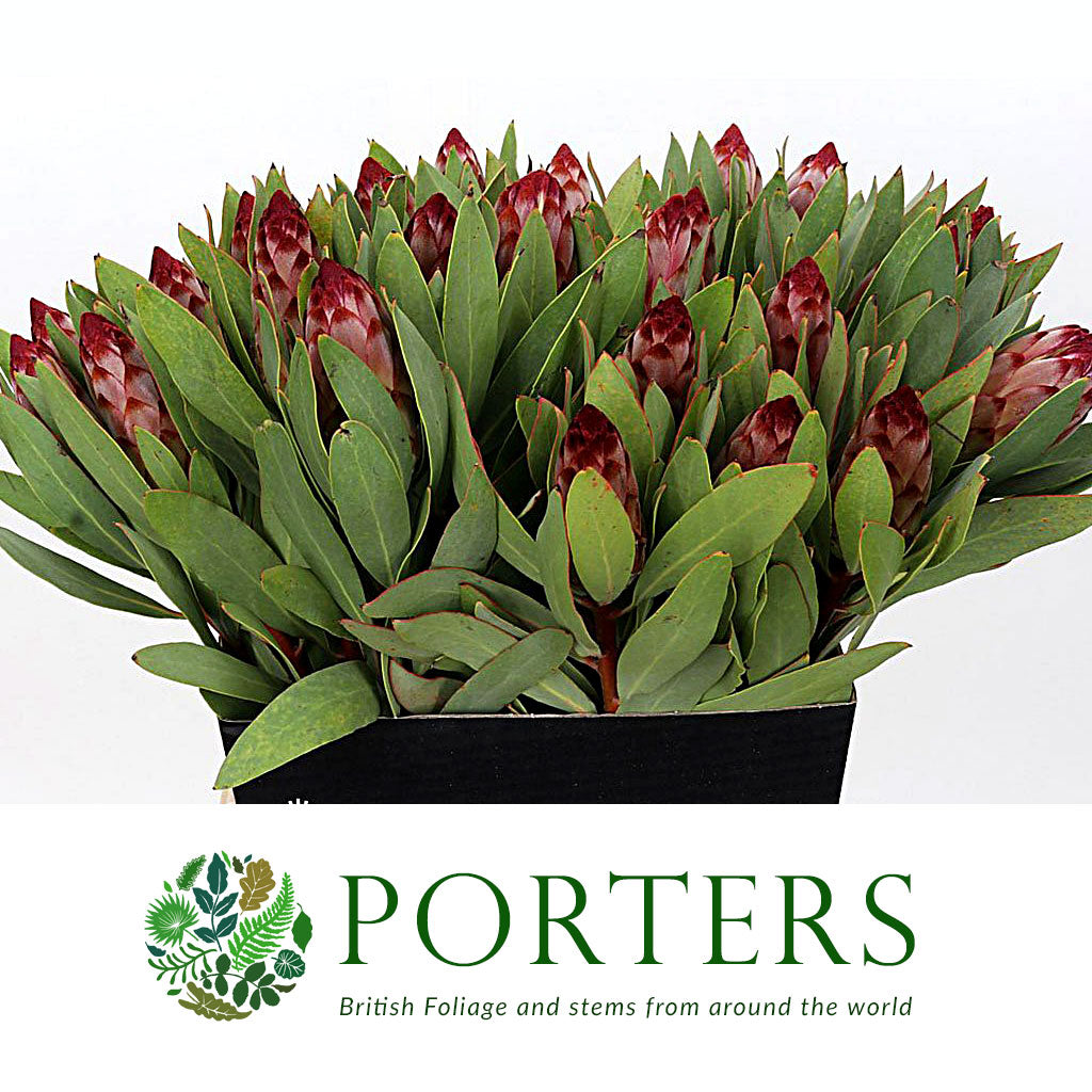 Protea &#39;Robijn&#39; (Various Lengths)