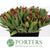 Protea 'Robijn' (Various Lengths)