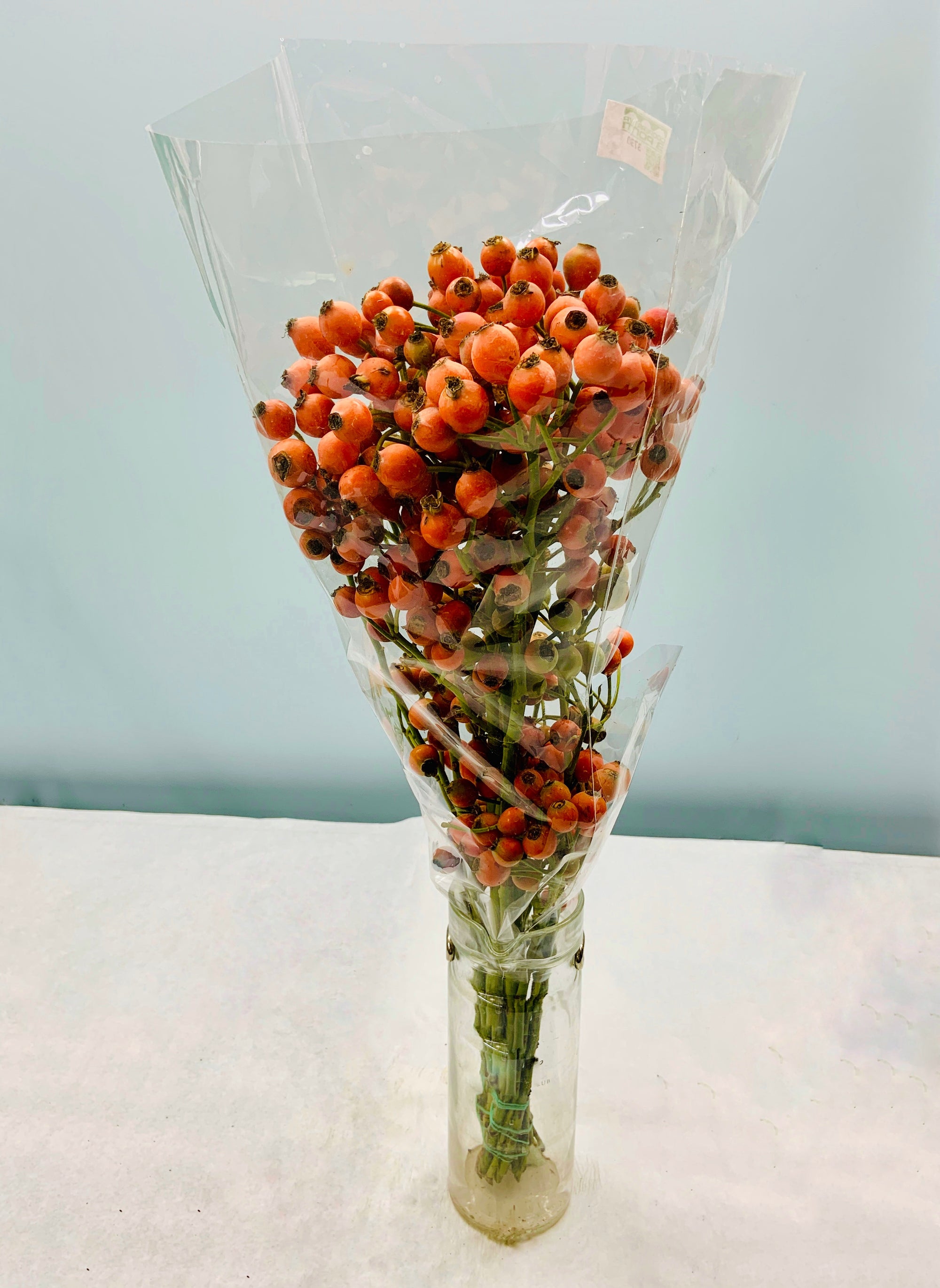 Rose Hips 'Hip Hop' (Various Heights)