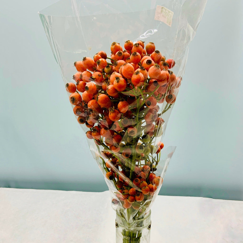 Rose Hips 'Fruttuosa' (Various Heights)