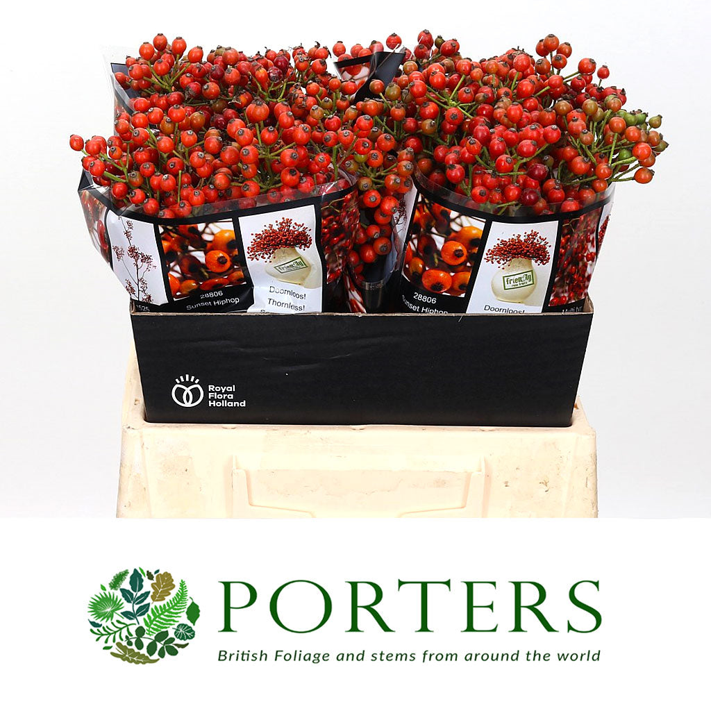 Rose Hips &#39;Autumn Orange&#39; Straight (Various Heights)