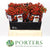 Rose Hips 'Autumn Orange' Straight (Various Heights)