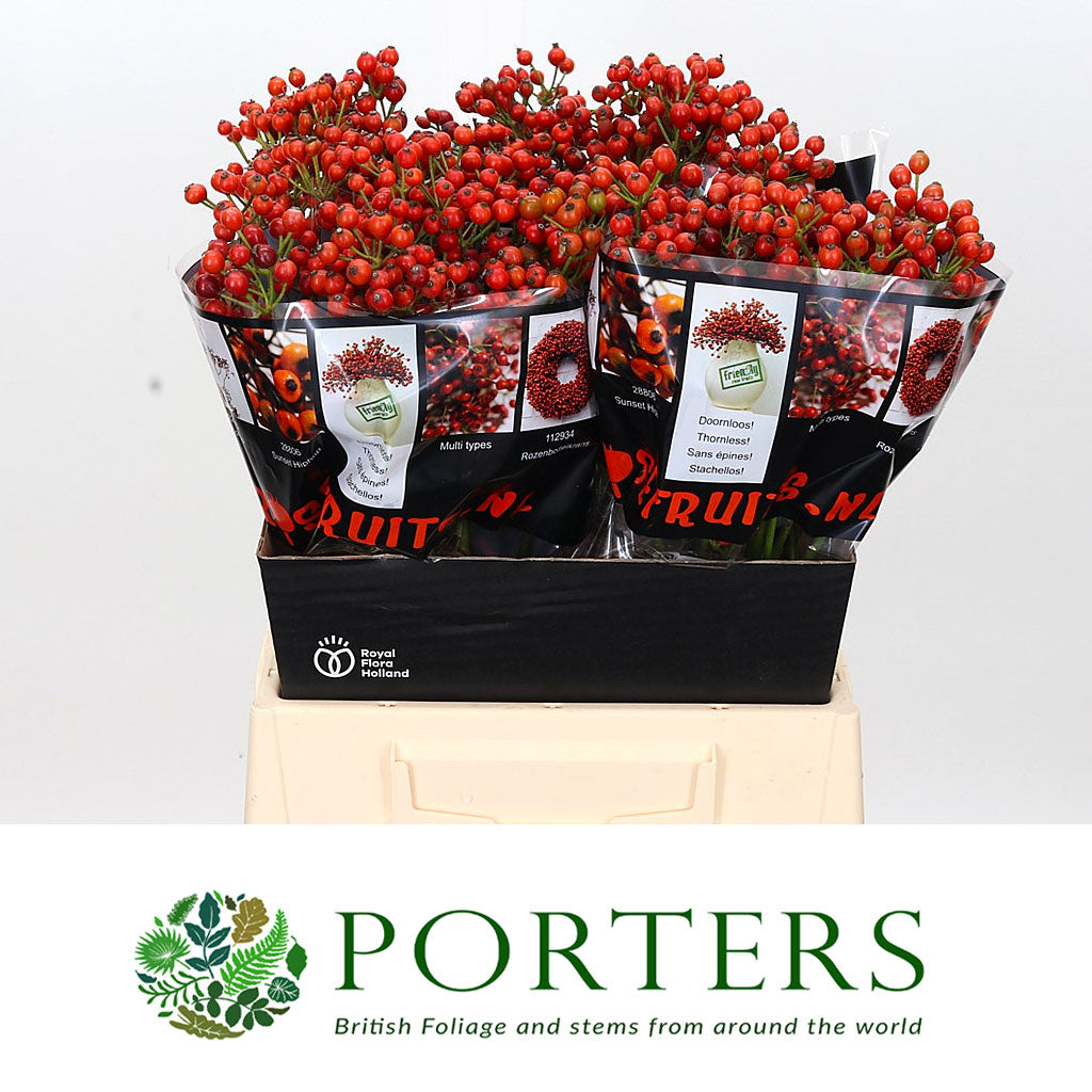 Rose Hips &#39;Autumn Orange&#39; Straight (Various Heights)