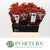 Rose Hips 'Autumn Orange' Straight (Various Heights)