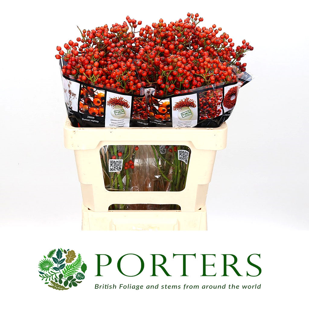 Rose Hips 'Autumn Orange' Straight (Various Heights)