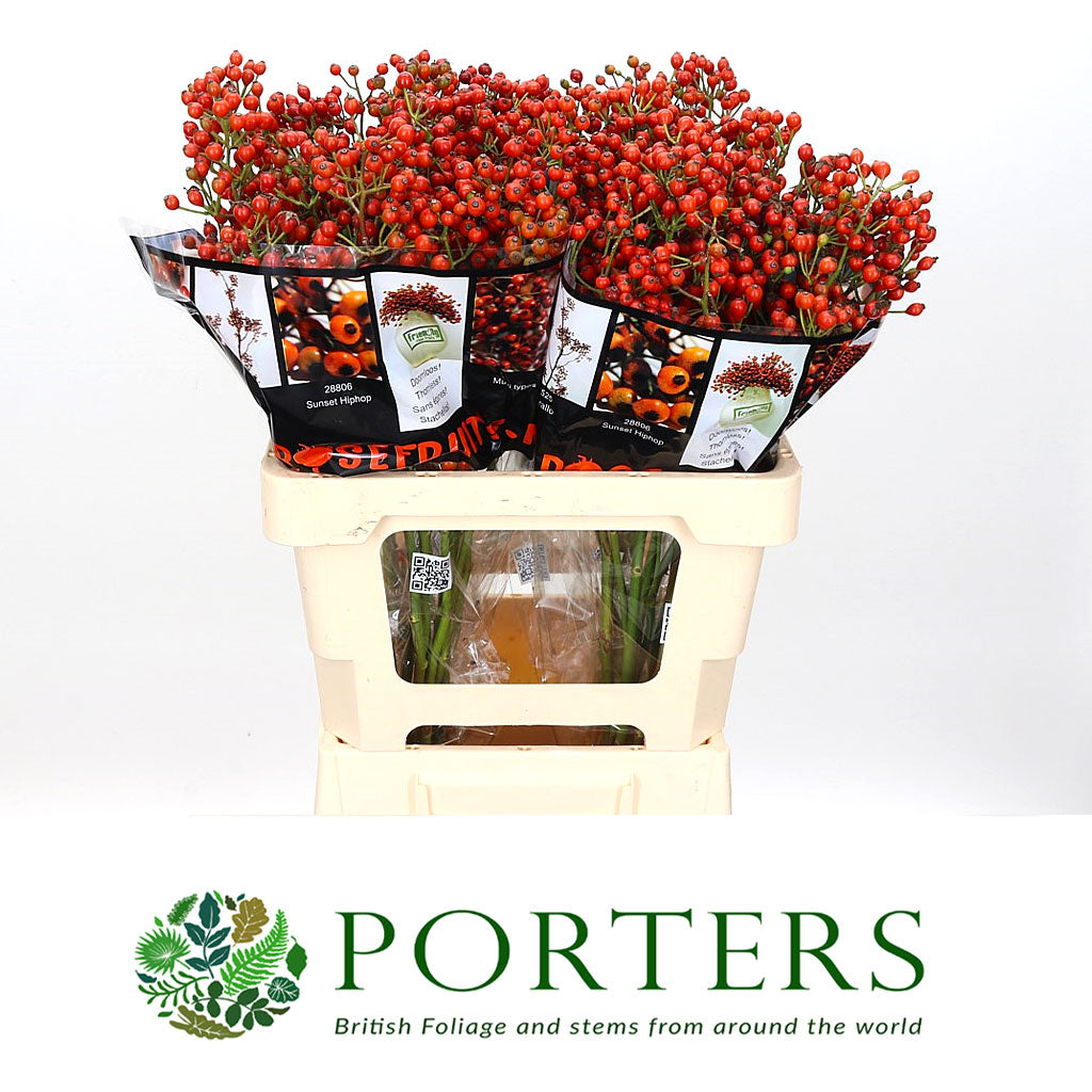 Rose Hips &#39;Autumn Orange&#39; Straight (Various Heights)