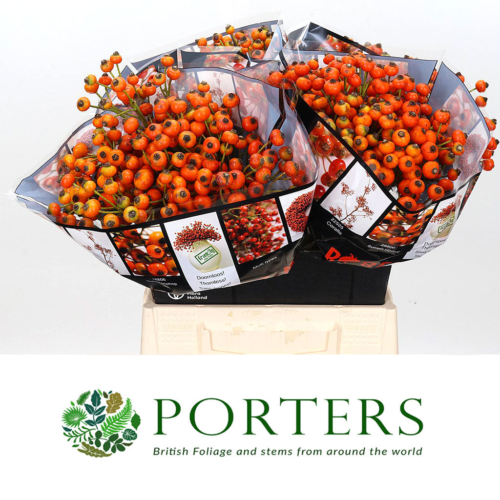 Rose Hips &#39;Hip Hop&#39; (Orange Natural) (Various Heights)