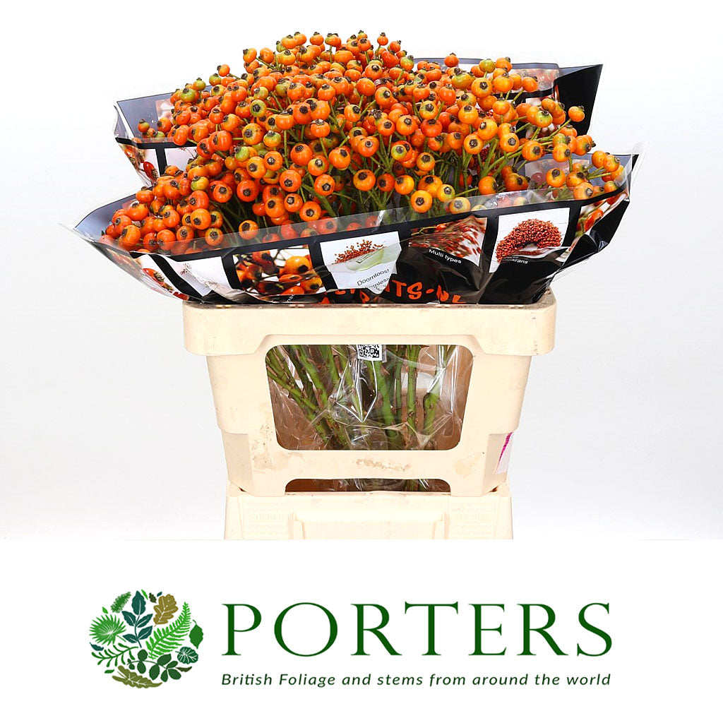 Rose Hips 'Hip Hop' (Various Heights)