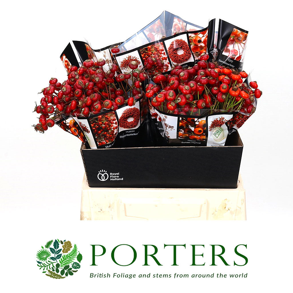 Rose Hips 'Sensational Fantasy' (Various Heights)