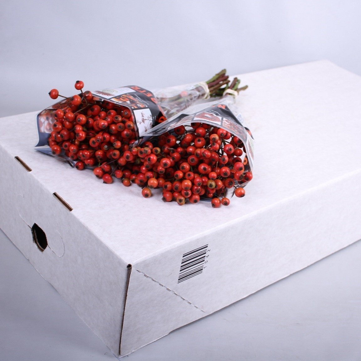 Rose Hips &#39;Fruitilia&#39; (Various Heights)