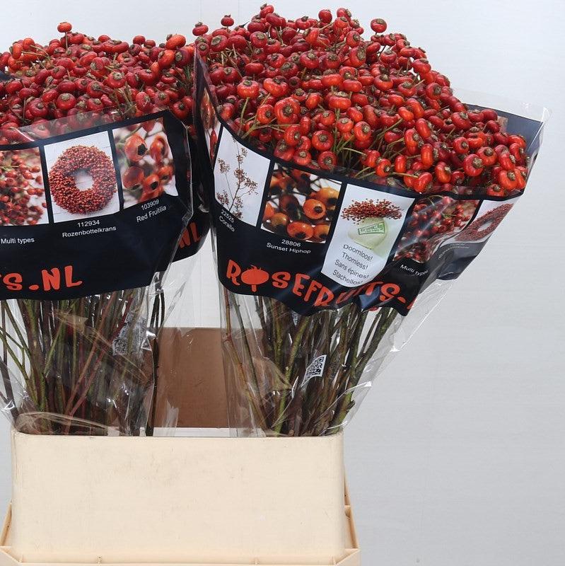 Rose Hips 'Sensational Fantasy' (Various Heights)
