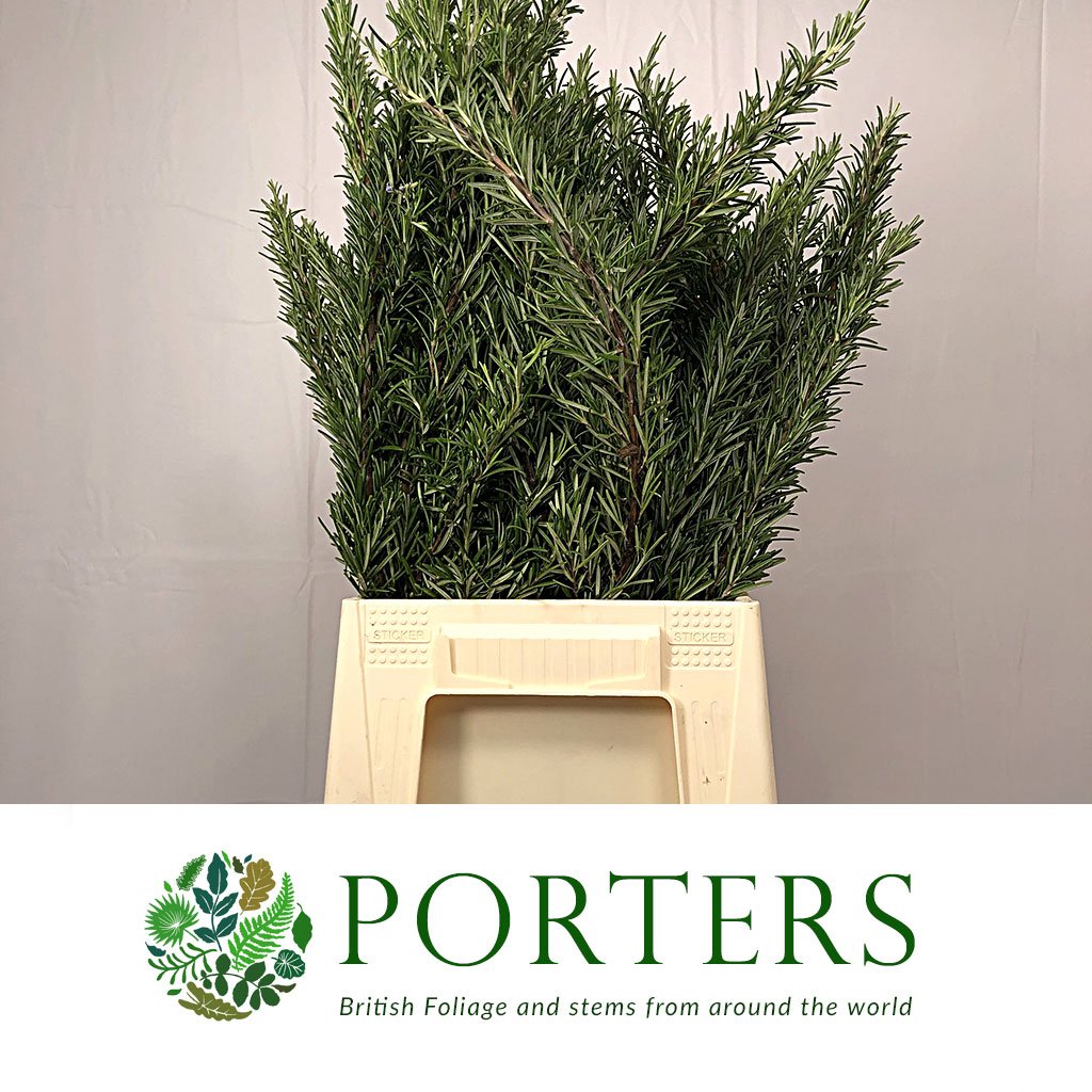 Rosemary (Cultivated) (Various Sizes) - Porters Foliage Ltd
