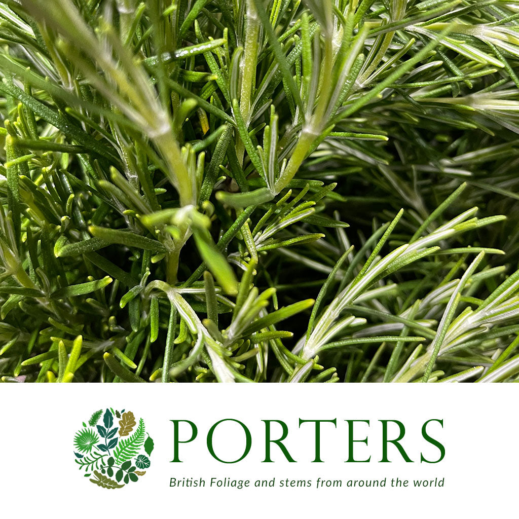 Rosemary (Cultivated) (Various Sizes)