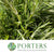 Rosemary 'Herb' (Cultivated) (Various Sizes)