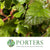 Raspberry 'Foliage' (With Berries) (Various Lengths)