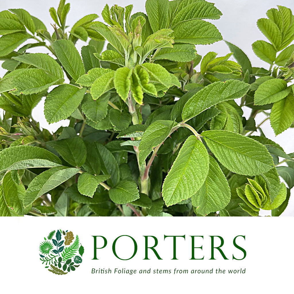 Rugosa 'Foliage' (Wild) (Various Sizes)