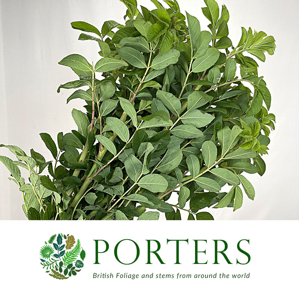 Rugosa 'Foliage' (Wild) (Various Sizes)