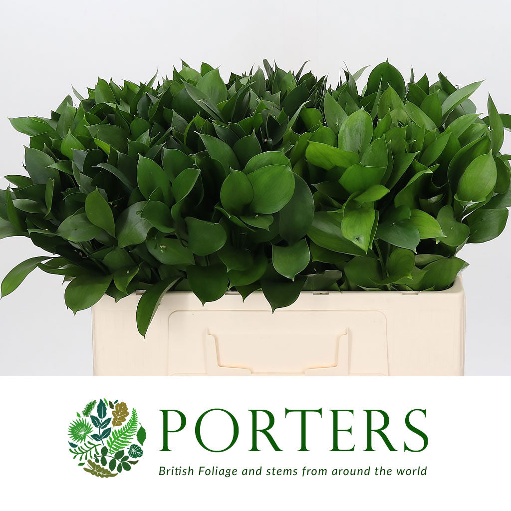 Ruscus &#39;Large Leaf&#39; (Various Lengths)