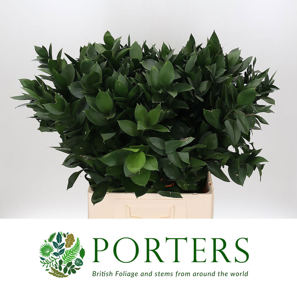 Ruscus &#39;Large Leaf&#39; (Various Lengths)