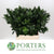 Ruscus 'Large Leaf' (Various Lengths)