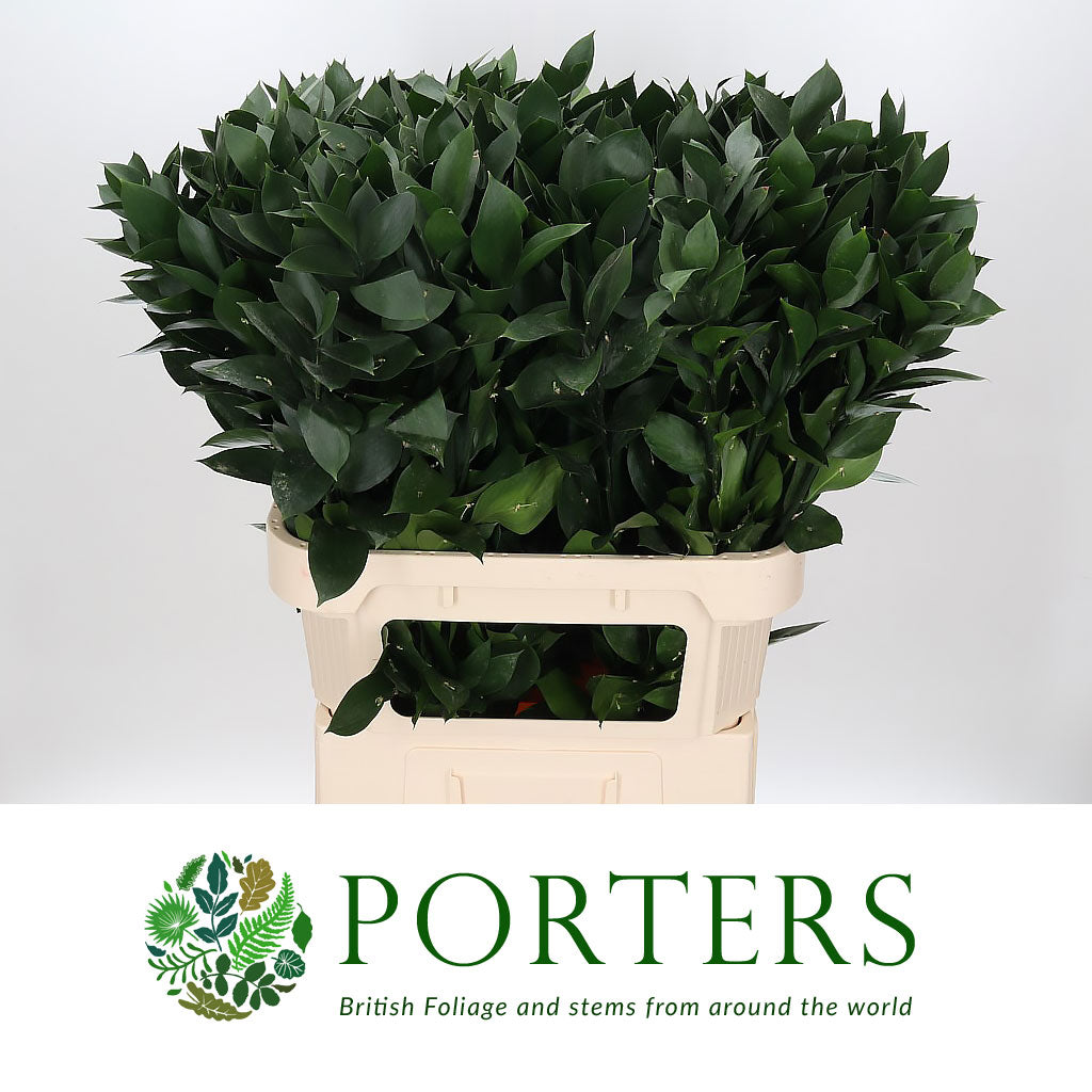 Ruscus &#39;Large Leaf&#39; (Various Lengths)