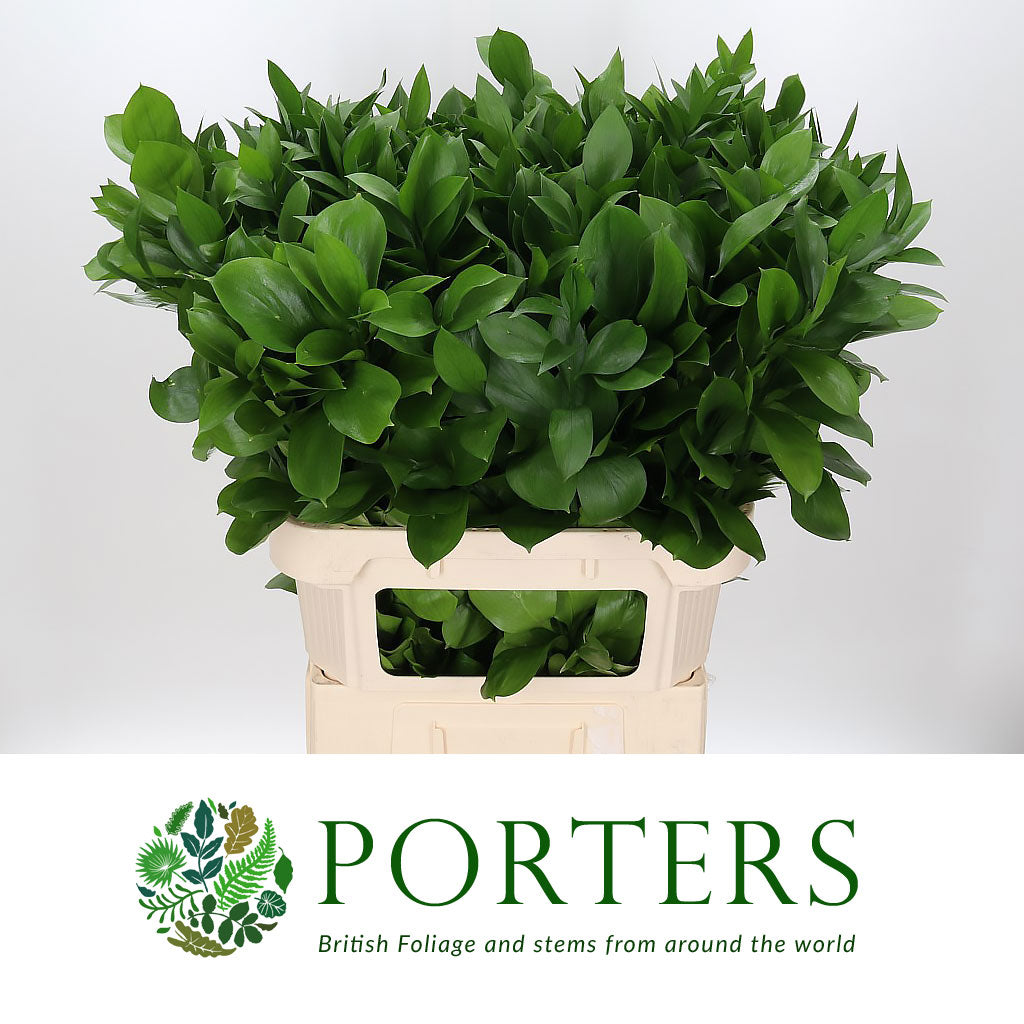Ruscus &#39;Large Leaf&#39; (Various Lengths)