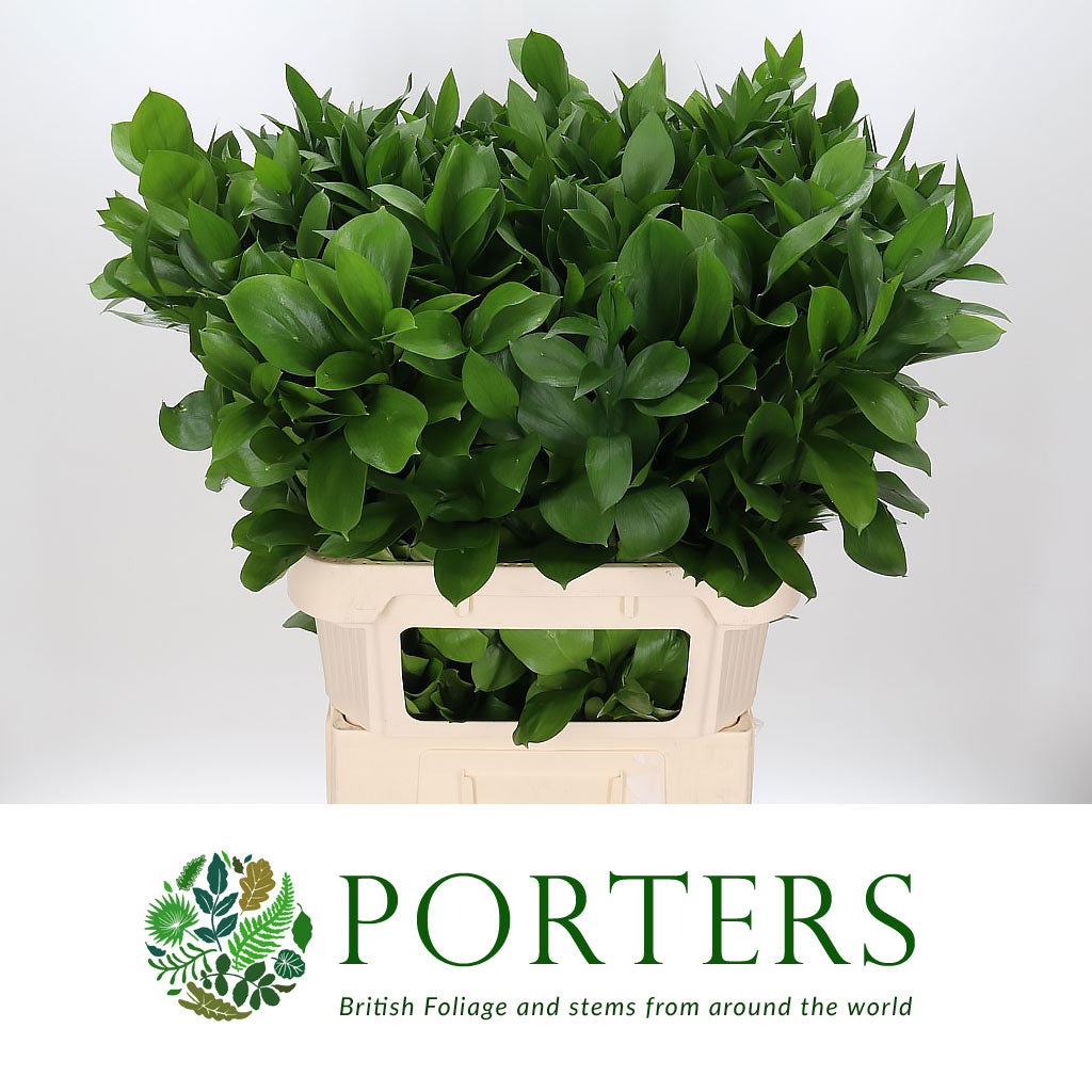 Ruscus 'Large Leaf' (Various Lengths)