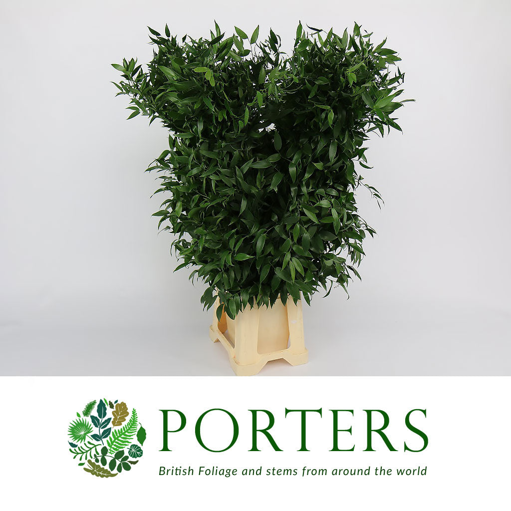 Ruscus &#39;Trailing&#39; (Long) 100cm (Various Weights)