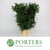 Ruscus 'Trailing' (Long) 100cm (Various Weights)