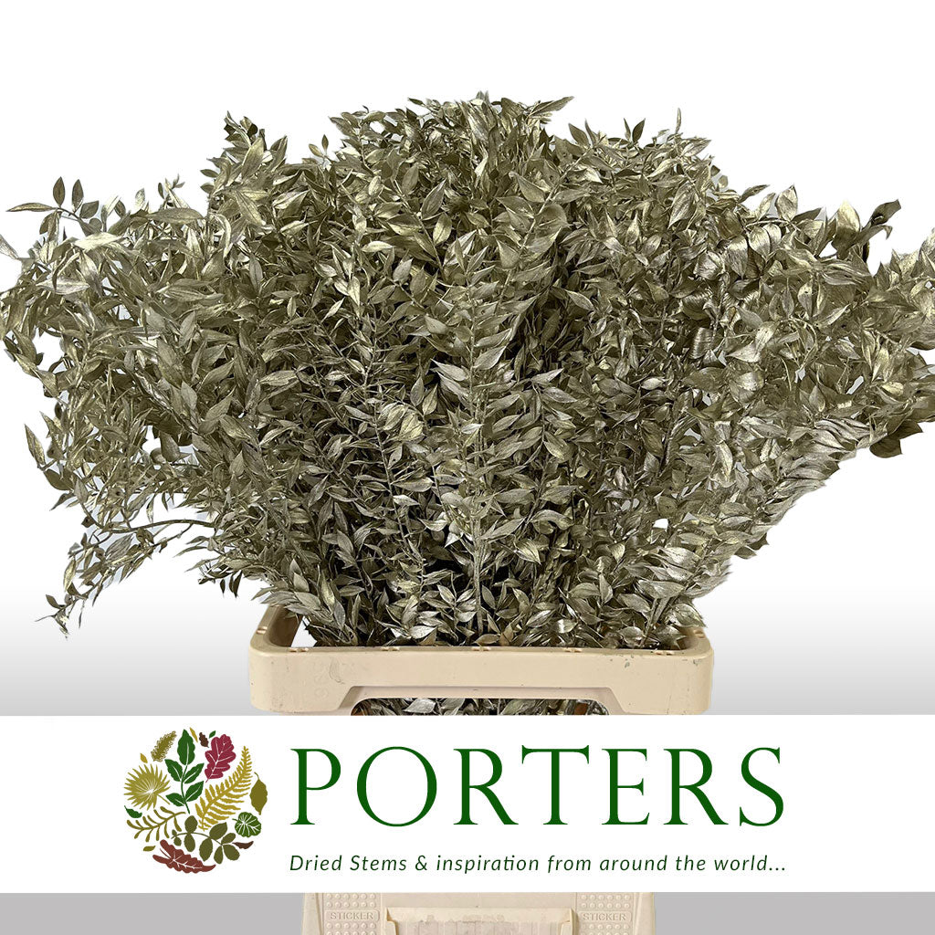 Ruscus 'Wild' (Coloured) (DRY) (x5)