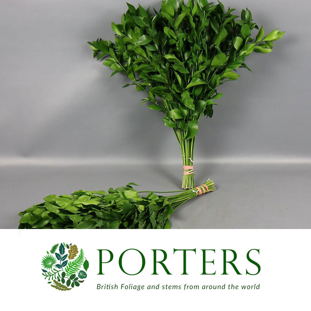 Ruscus &#39;Large Leaf&#39; (Various Lengths)